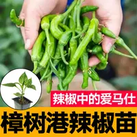 正宗湖南樟树港辣椒秧苗带土球四季阳台盆栽蔬菜香辣高产辣椒种子