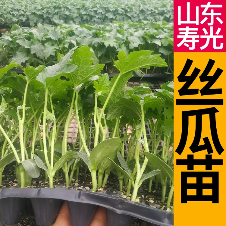 山东寿光鲜花丝瓜八角棱丝瓜苗秧长条肉丝瓜种子春秋四季庭院高产