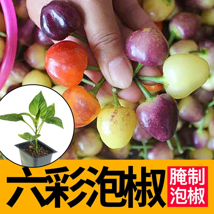 广西六彩泡椒秧苗七彩五彩特辣辣椒种子腌制食用四季阳台庭院盆栽