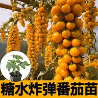 爆甜糖水炸弹金玲珑番茄秧苗带土黄珍珠千禧樱桃西红柿圣女果种子