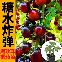 山东寿光糖水炸弹黑珍珠番茄秧苗樱桃西红柿种子四季阳台庭院盆栽