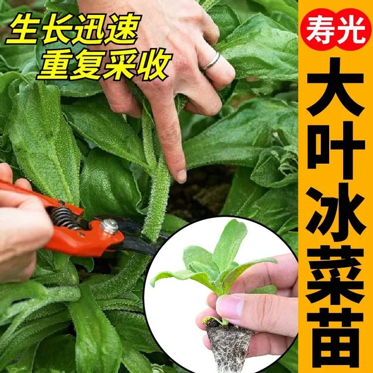 山东寿光水晶冰菜苗秧含天然植物盐大叶水晶冰菜种苗更大冰粒盆栽