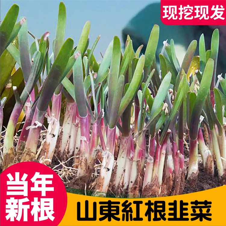 山东红根韭菜现挖现发新根宽叶小香韭菜种子四季阳台盆栽多茬收割