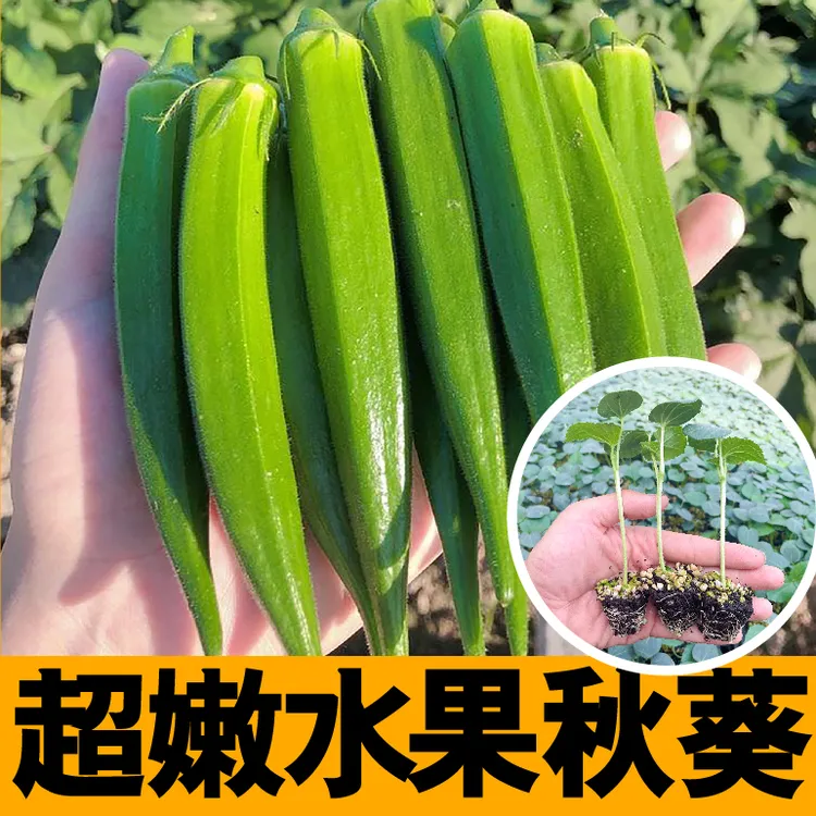 超嫩水果秋葵秧苗种子春秋四季阳台盆栽高产红黄绿秋葵籽耐寒抗病