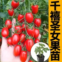 红千禧圣女果苗秧带土球超甜小樱桃番茄种子春秋四季盆栽西红柿籽