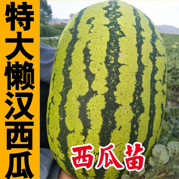 寿光特大懒汉王西瓜长龙西瓜秧苗金城5西农八号种子阳台露天种植