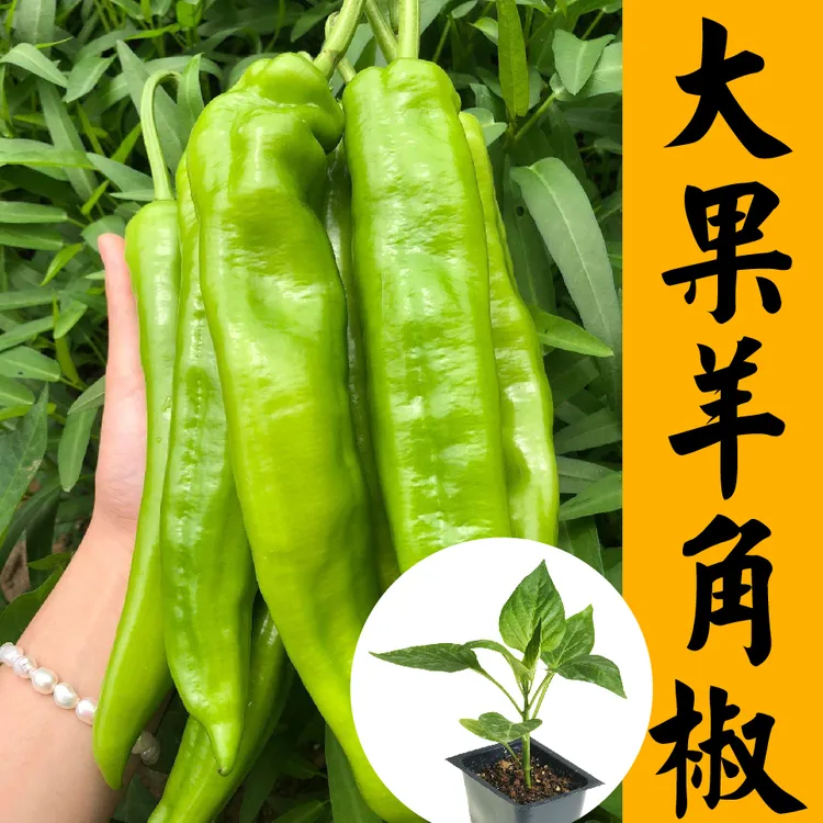 特大果羊角椒辣椒苗秧种子尖椒青椒春秋四季盆栽螺丝朝天椒籽高产