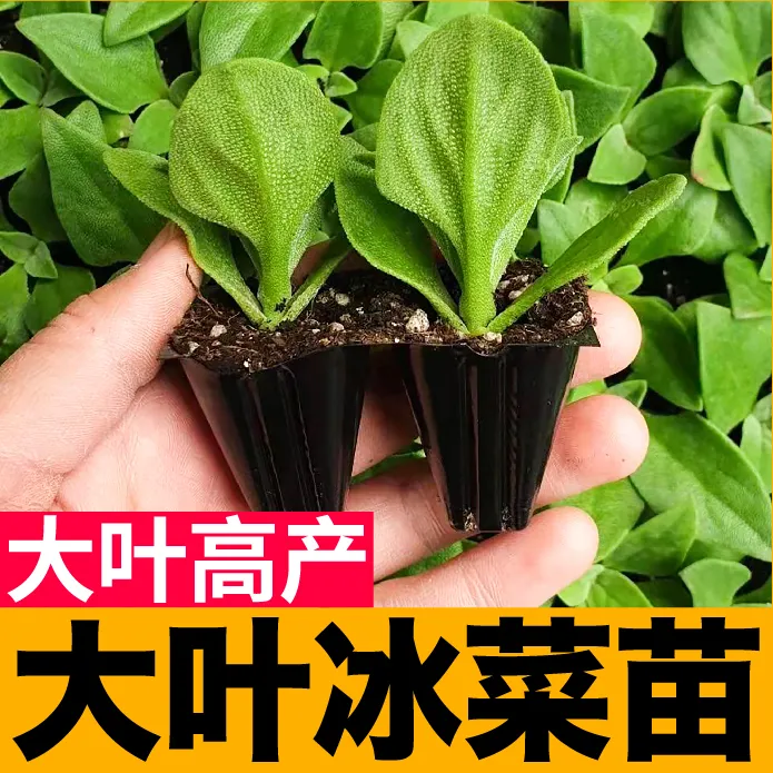 大叶水晶冰菜秧苗大苗水晶冰草种子基地直发春秋四季阳台盆栽大苗