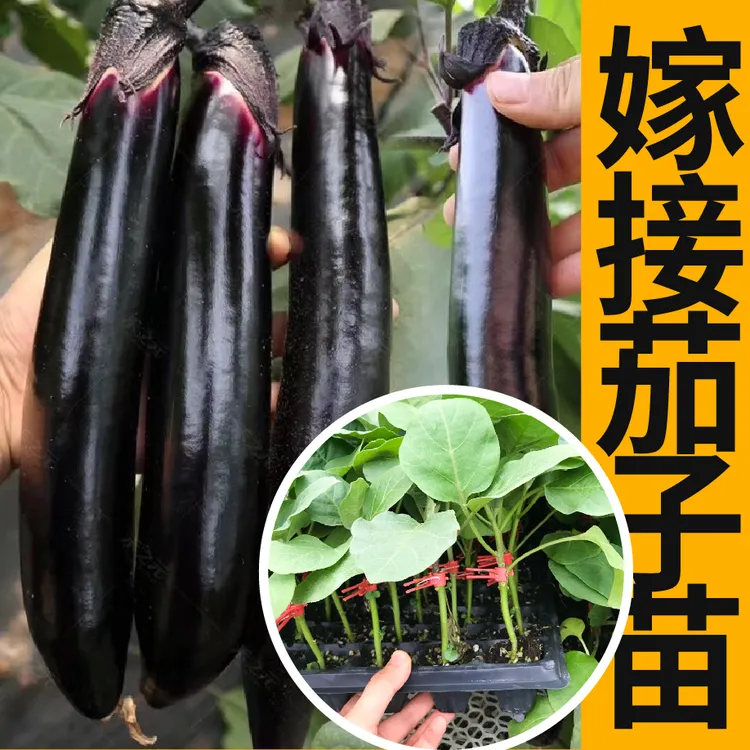 高产抗病寿光嫁接茄子苗秧种子紫黑圆茄大龙长茄春秋四季阳台盆栽