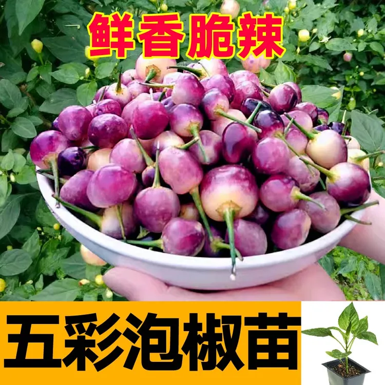 鲜香脆辣五彩泡椒苗秧带土球多彩六彩小辣椒泡椒种子四季盆栽寿光