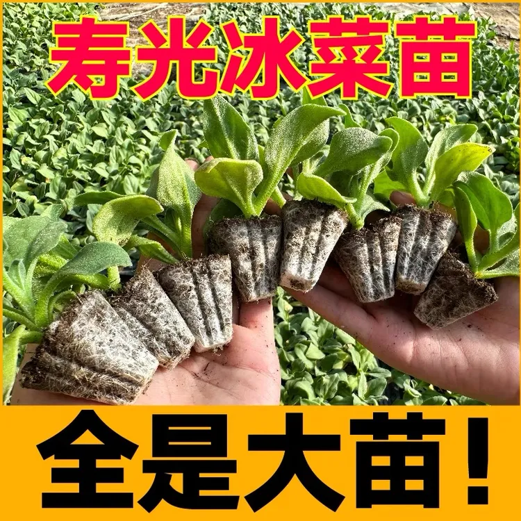 全是大苗寿光水晶冰菜苗秧大苗冰草种子更大冰粒苗场直发四季盆栽