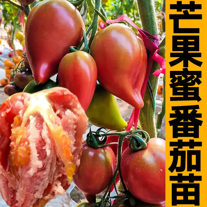 沙瓤很甜芒果蜜番茄苗秧带土球红黄牛心西红柿种子春秋水果柿子苗