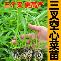 三叉更高产三叉空心菜苗秧带土球柳叶空心菜种子四季盆栽蔬菜苗籽