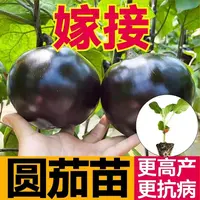山东寿光嫁接圆茄秧苗高产抗病紫把长茄子种子四季阳台盆栽蔬菜苗