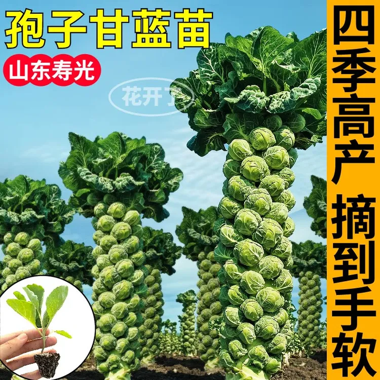 蔬菜之王孢子甘蓝苗秧带土营养丰富耐寒孢子甘蓝种子四季盆栽