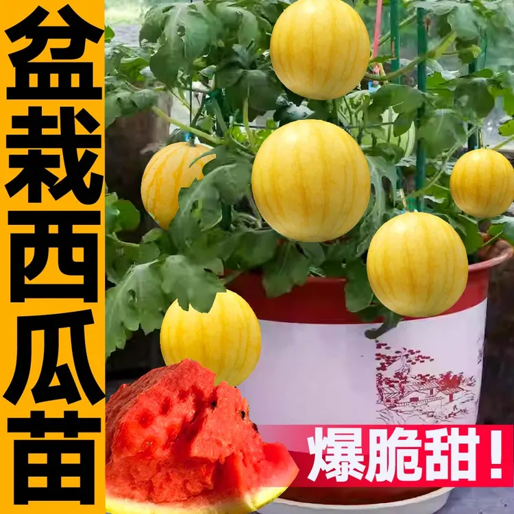 皮薄超甜盆栽黄皮红瓤小西瓜秧苗黄瓤小凤蜂蜜小西瓜种子四季阳台