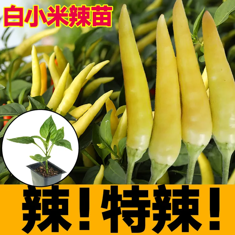特辣白小米辣苗秧带土球红小米辣椒种子特辣朝天椒籽四季盆栽寿光