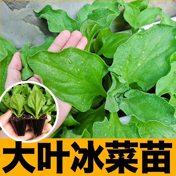 寿光水晶冰草苗秧带原土发货大叶冰菜种子籽更大冰粒多茬采收盆栽