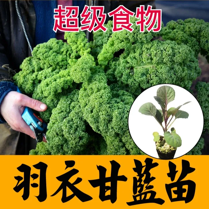 羽衣甘蓝苗秧带土食用种子紫绿白粉红羽衣种苗籽观赏盆栽四季耐寒