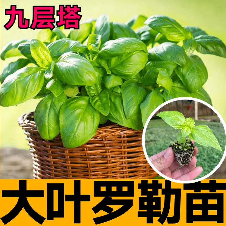 大叶绿紫甜罗勒苗秧带土球观赏食用台湾九层塔种子阳台盆栽金不换
