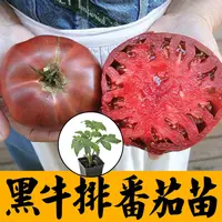 寿光黑牛排番茄苗秧种子马蹄番茄丑柿子西红柿丑八怪蔬菜四季阳台