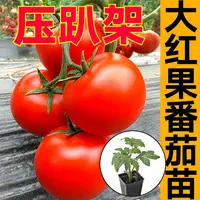 寿光压趴架大红石头硬果番茄苗秧带土春秋四季大粉西红柿番茄种子