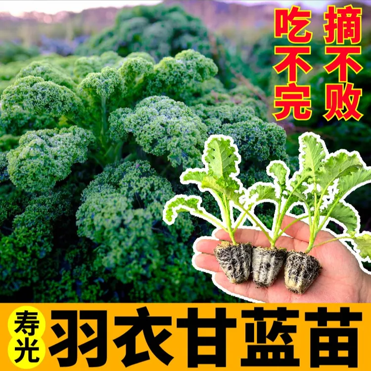 耐寒高产绿羽衣甘蓝苗秧四季白粉紫羽衣种子多茬采收盆栽食用蔬菜