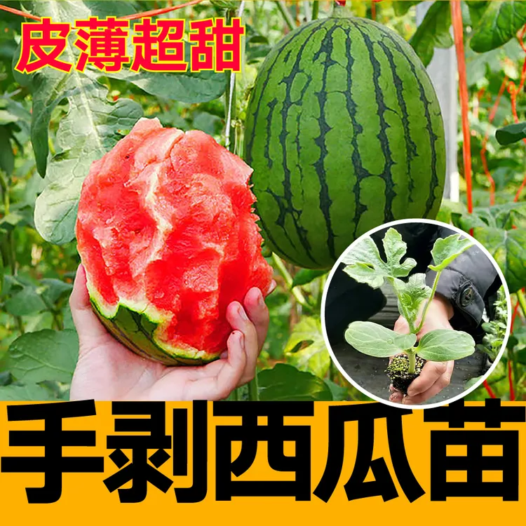 皮薄超甜手剥西瓜苗秧早春红玉8424麒麟甜王懒汉西瓜种子盆栽种籽