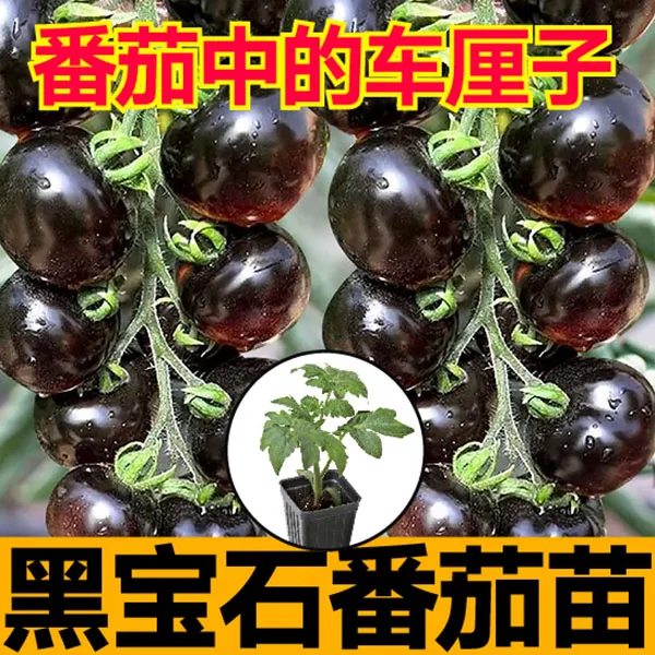 爆甜糖水炸弹黑宝石番茄秧苗黑珍珠黑美人圣女果樱桃小西红柿种子