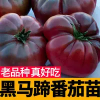 寿光黑马蹄番茄秧苗带土球黑鹅肝丑柿子西红柿种子四季盆栽蔬菜苗