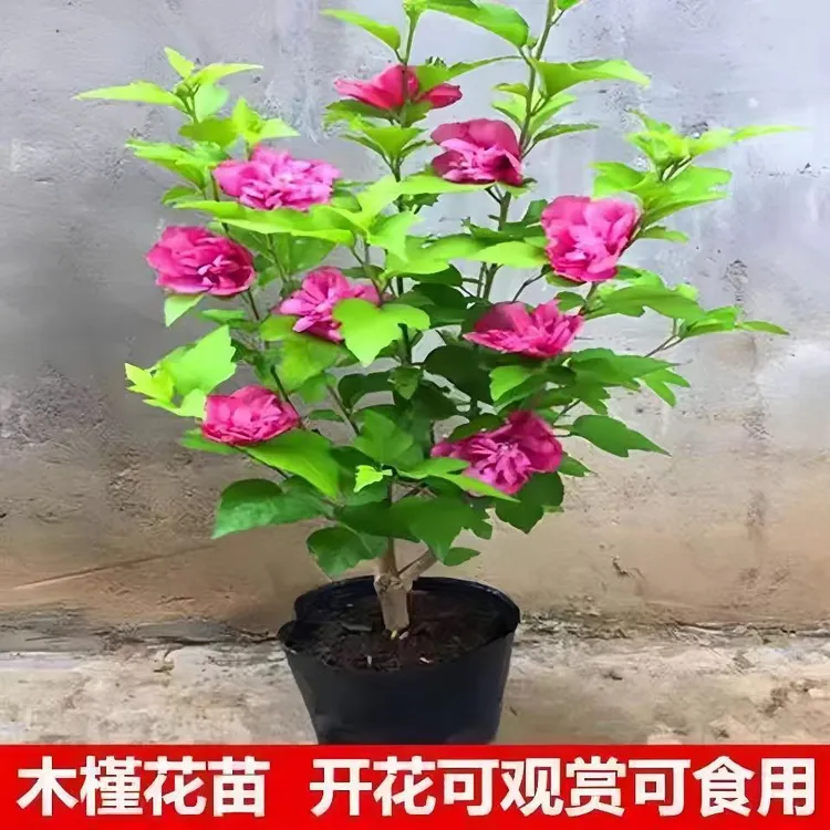 盆栽地栽庭院种植红色酒馆粉红色柔心蓝莓冰沙粉色雪纺木槿花苗