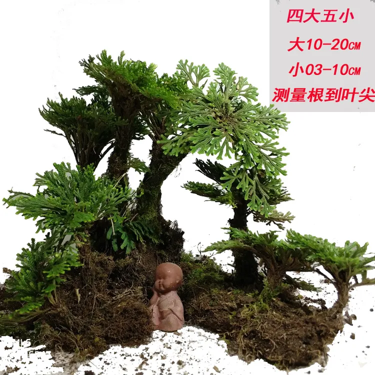 卷柏精选盆栽九死还魂草老桩假山吸水石蕨类植物见水还阳四季常绿