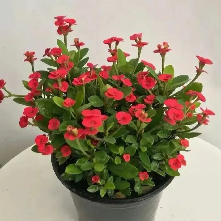 虎刺梅盆栽多年生好养活花期长花园植物庭院阳台花卉易养护爆花强