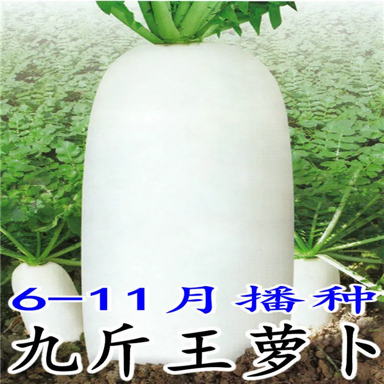 九斤王特大萝卜种子种籽秋季四季蔬菜孑子籽种白皮水果秋冬季白