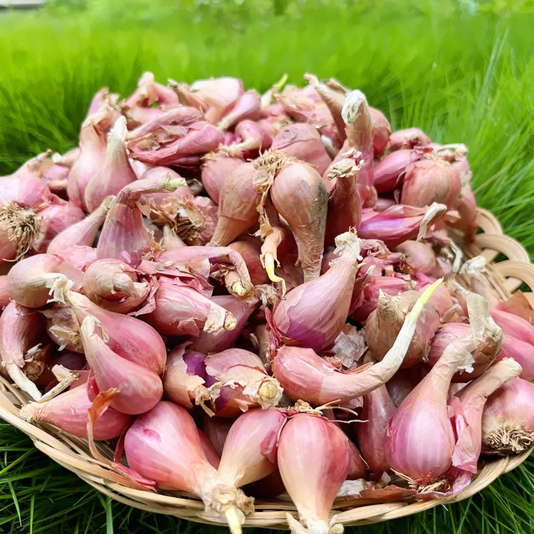 红葱头香葱种头盆栽阳台四季种子小葱红葱头蔬菜种籽家庭种植葱头
