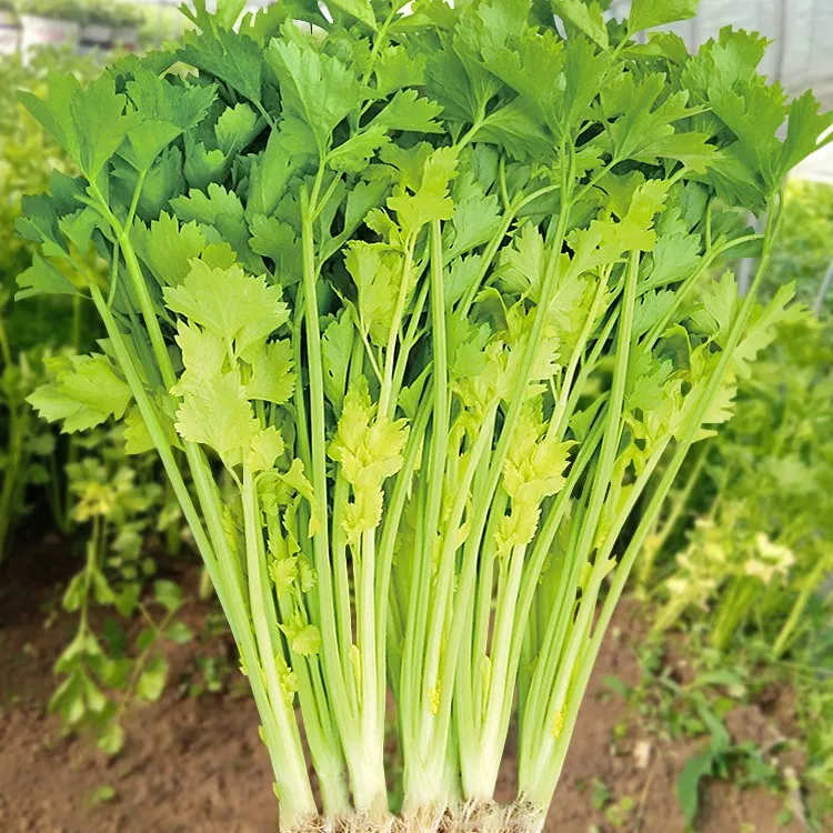四季黄心香芹种籽芹菜种籽白黄心土芹秋冬农家庭院阳台种菜蔬菜孑