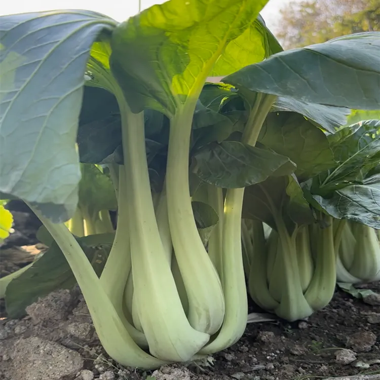 青梗调羹白菜种子 蔬菜种子 湖南本地菜籽青梗调羹白菜种子阳台