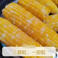 （试吃两棒）金银黄金糯玉米三糯一甜单根280g左右整箱7斤 12根