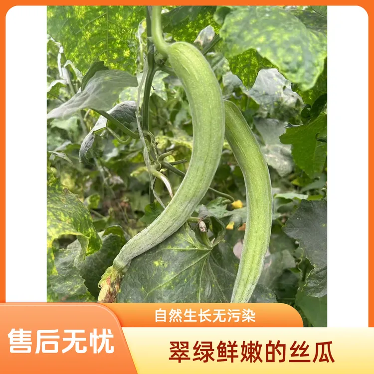 河南老品种丝瓜现摘现发