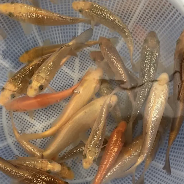 锦鲤观赏鱼活体淡水冷水鱼纯种黄金红白三色锦鲤鱼金鱼包邮