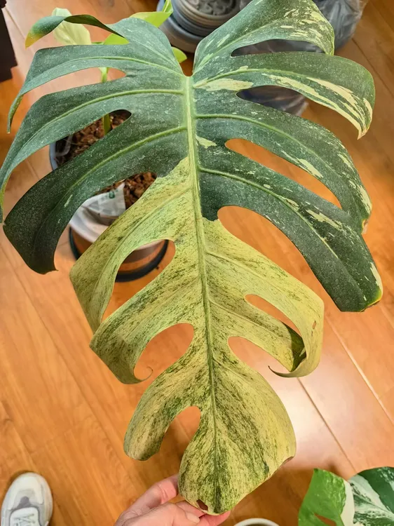 2叶薄荷龟背竹热植盆栽