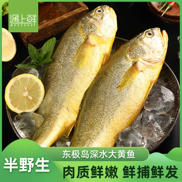 【皮厨大叔专属】遇上鲜舟山东极岛半野生深水大黄鱼 生态野化
