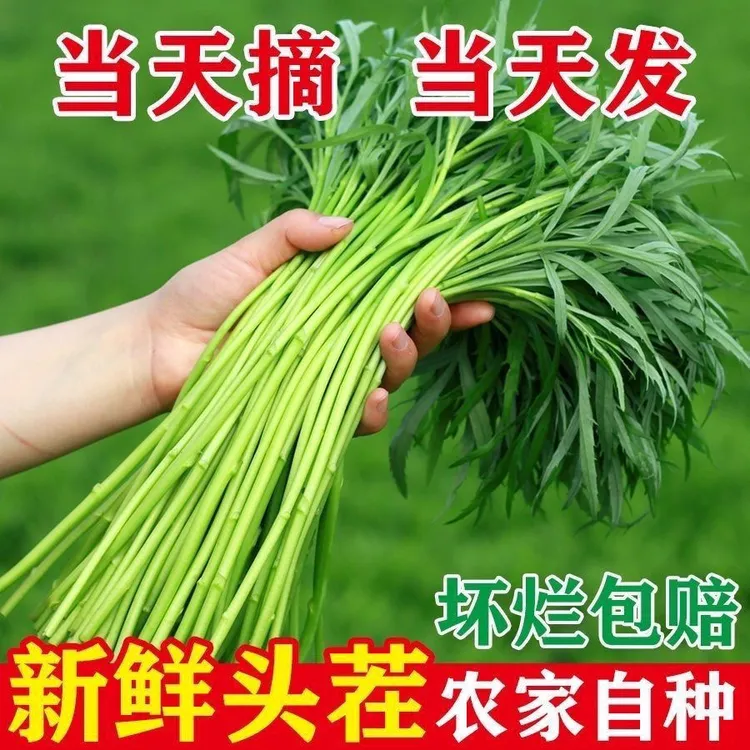 苏北特产农家自种芦蒿新鲜蔬菜新鲜当季泥蒿现摘藜蒿