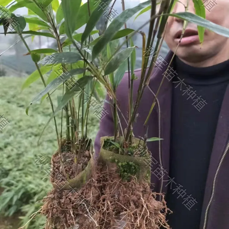 基地大型楠竹苗毛竹苗兰竹翠竹竹子绿植植物庭院叶片
