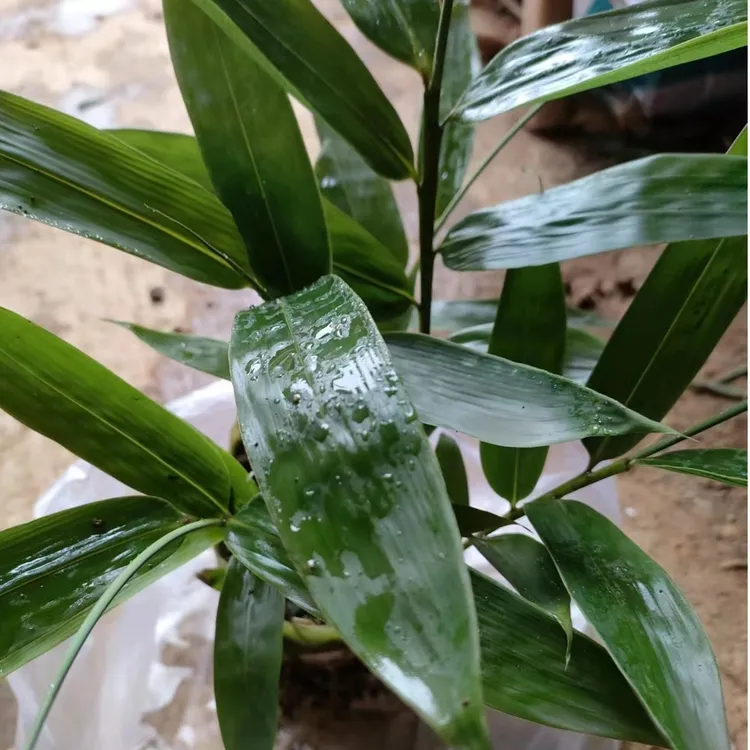 箬竹苗粽叶苗包粽子的粽叶种下次年可采粽叶竹子绿植翠竹植物庭院