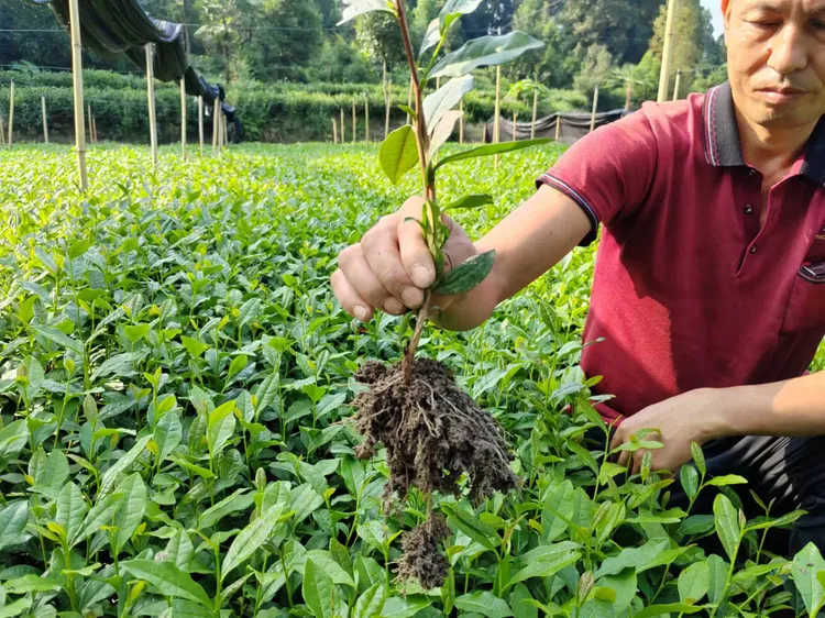 福选九号茶树苗福园九号茶苗抗寒抗旱早熟绿茶