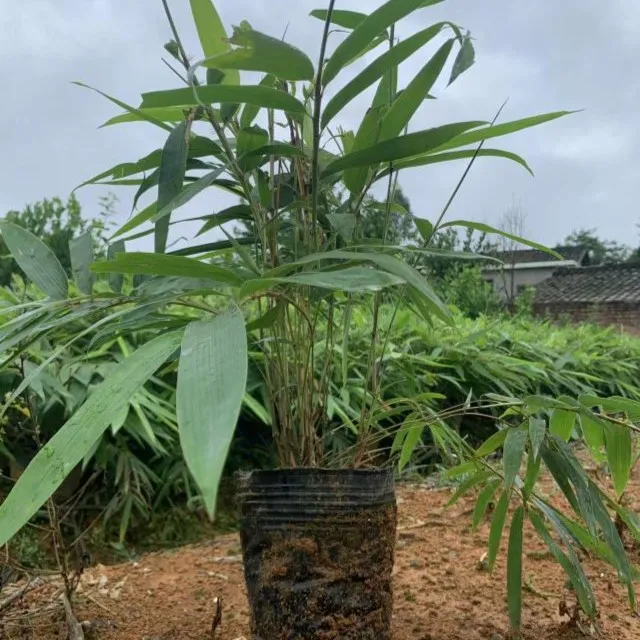 大型楠竹苗毛竹苗杯苗一年苗两年苗三年苗
