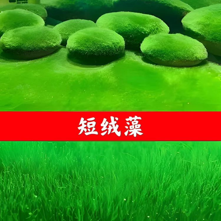 短绒藻种孢子长绒藻藻种兰寿绿藻鱼缸养藻造景水草藻石金鱼藻爆藻