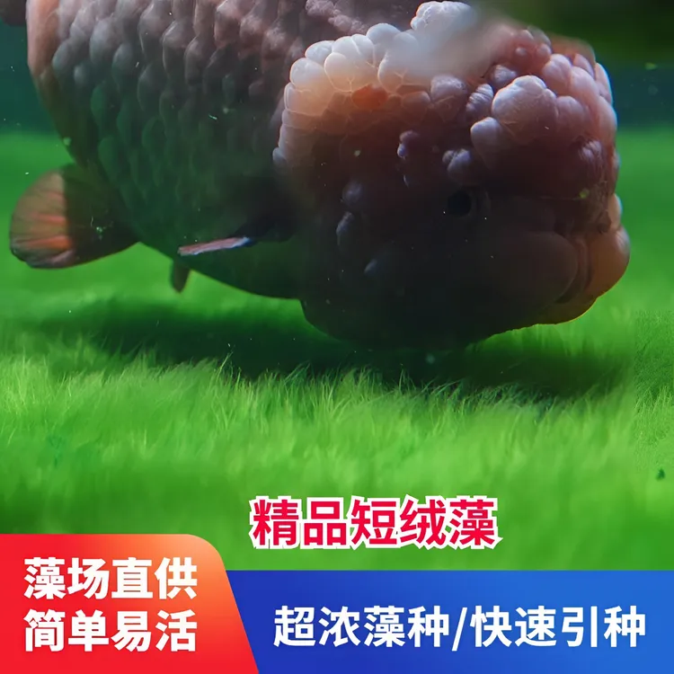 短绒藻藻种长绒藻绿藻鱼缸水草造景兰寿金鱼藻水草爆藻绿毛龟藻石