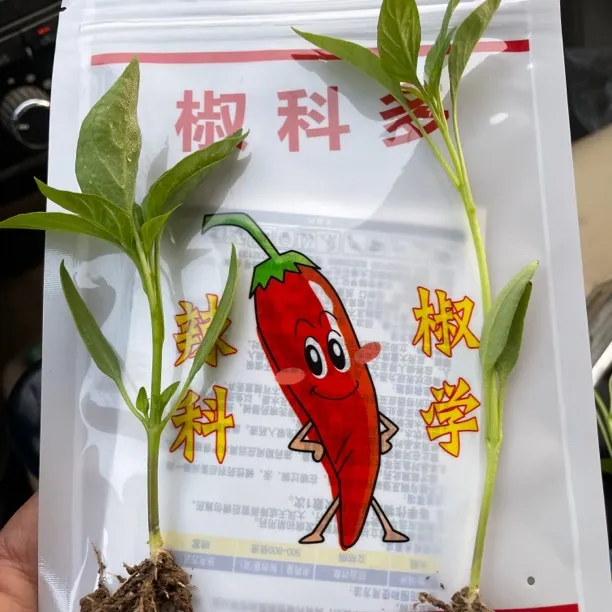 苗床版椒科多、黑钻石组合辣椒壮苗组合2套